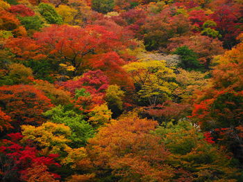 High angle view of trees in forest during autumn
