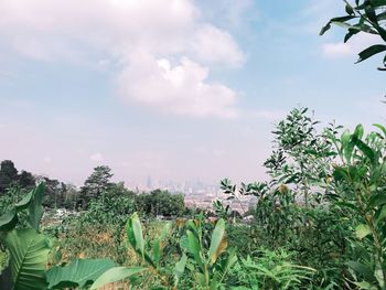 Plants growing against sky