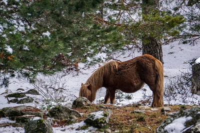 Horse standing on snow covered field