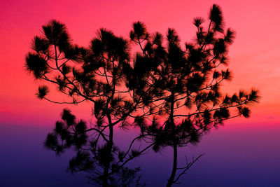 Low angle view of silhouette tree against romantic sky