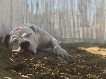 Close-up of a dog resting on land