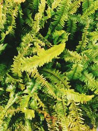 High angle view of fern leaves on tree