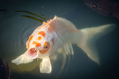 Close-up of fish swimming in sea