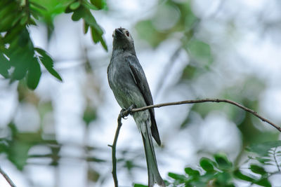 Bird perching on a tree