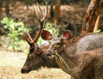 Deer against blurred background