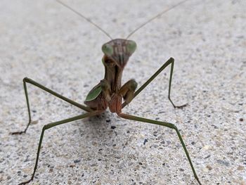 Close-up of insect