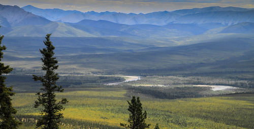 Scenic view of pine trees and mountains against sky