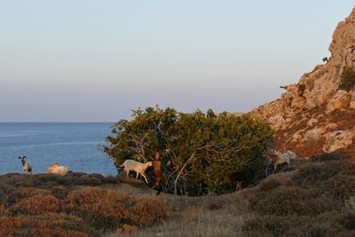 Scenic view of sea against clear sky