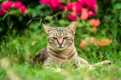 Close-up of cat sitting on field