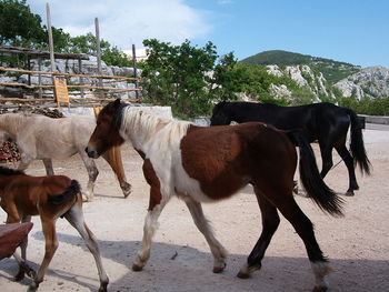 Horses on field against sky