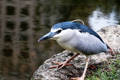 Close-up of a bird