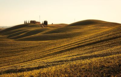 Scenic view of agricultural field against clear sky during sunset