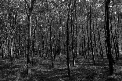 Trees in forest