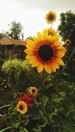 Close-up of sunflower blooming outdoors