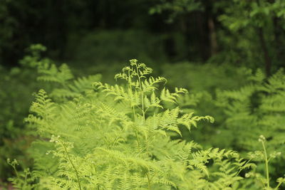 Close-up of fern leaves on field