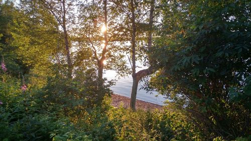 Scenic view of river in forest against sky