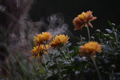 Close-up of yellow flowering plants on field