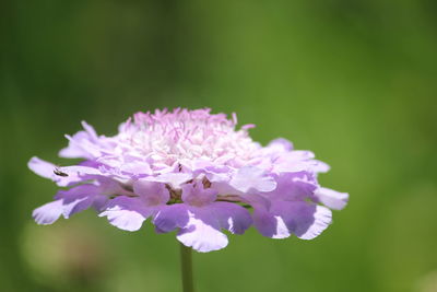 Close-up of flowers blooming outdoors