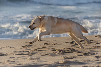 Dog running on beach against sky