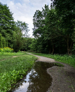 Scenic view of stream amidst trees against sky