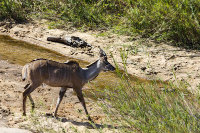 Side view of horse standing on field