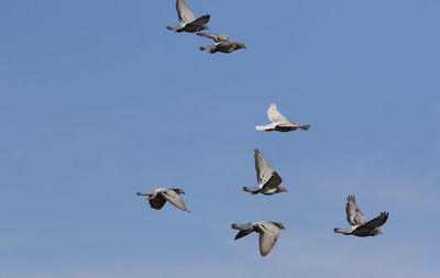 Flock of speed racing pigeon flying against clear blue sky