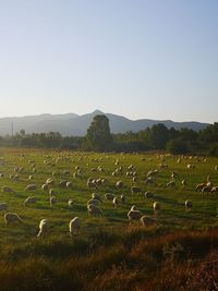 View of sheep on grassy field