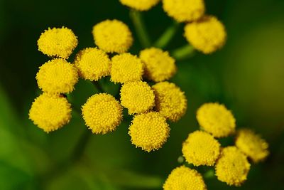 Close-up of yellow flowering plant