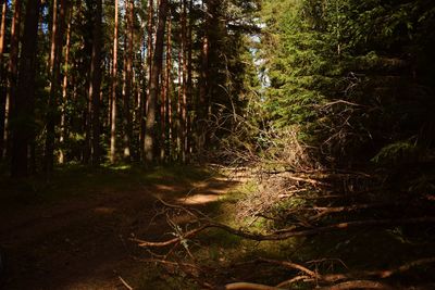 Trees growing in forest