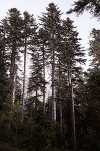 Low angle view of trees in forest