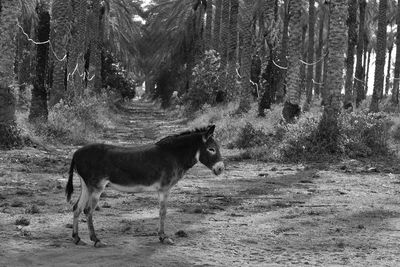 Side view od donkey standing by trees