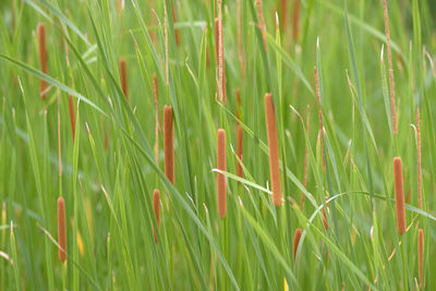 Full frame shot of crops growing on field