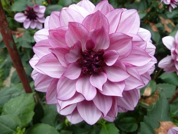 Close-up of pink dahlia blooming outdoors