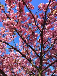 Low angle view of apple blossoms in spring