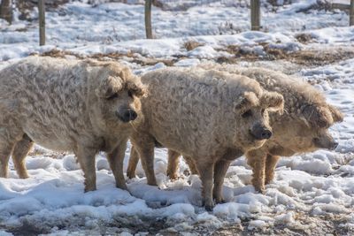 Sheep standing on snow covered field