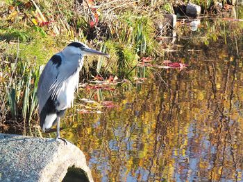 High angle view of gray heron perching on a lake