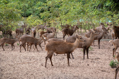 Deer in a field