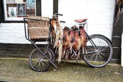 Bicycles parked on street