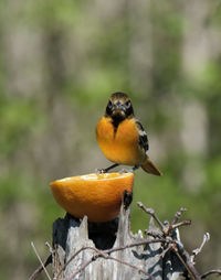 Close-up of bird perching on branch