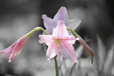 Close-up of fresh pink day lily blooming outdoors