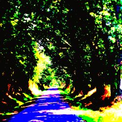 View of trees along road