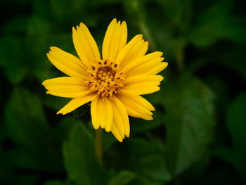 Close-up of yellow flower blooming outdoors