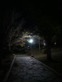 Illuminated trees at night