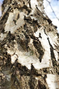 Close-up of lizard