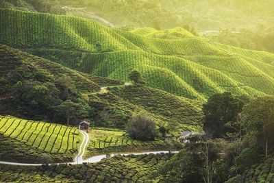 Tea plantation, cameron highlands malaysia