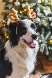 Funny puppy dog border collie wearing christmas costume deer horns hat near christmas tree at home