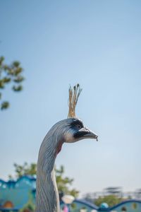 Close-up of bird perching against clear sky