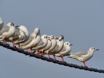 Low angle view of seagulls perching