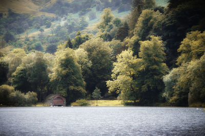 Scenic view of lake in forest