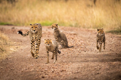 Cheetahs walking on field